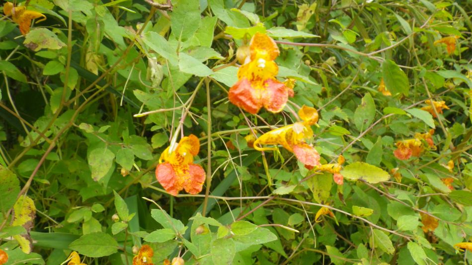 2014-09-11 01 North American Impatiens capensis.jpg